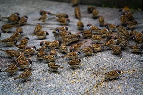 麻雀死掉怎麼辦|【麻雀死掉】麻雀死掉之謎！好心把牠撿回家，怎麼才幾天就嗚呼。